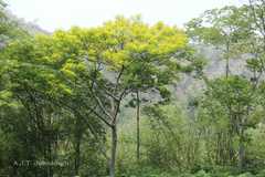 Peltophorum africanum